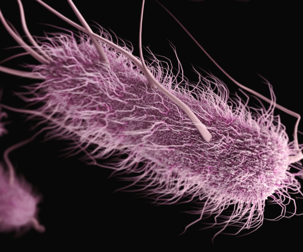 Scientists discover how E. coli beats antibiotics in the gut